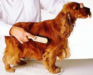 dog-hair-brushing