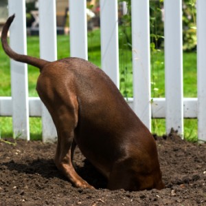 digging-dog