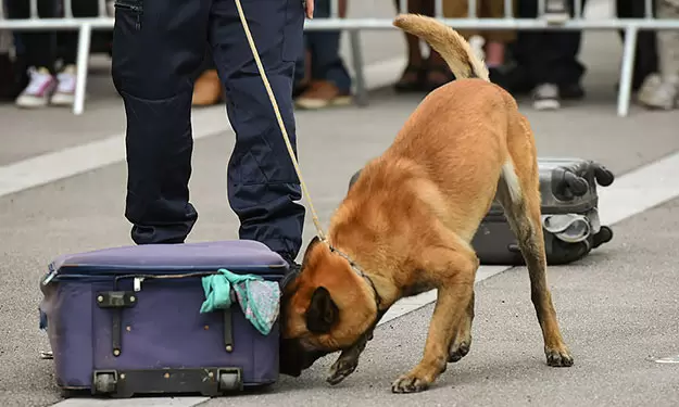 detection-dog-training-cl